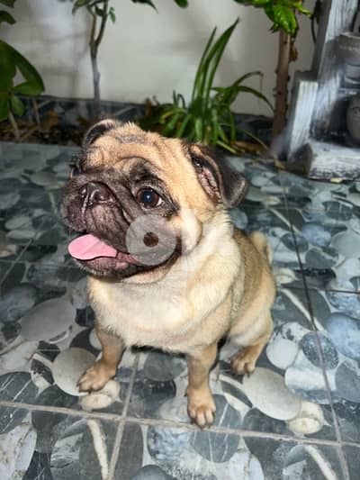 Female pug for sale - Dogs - 104318529