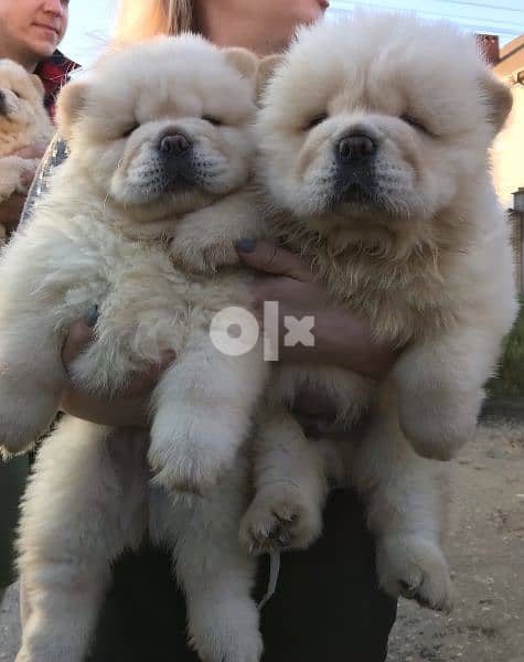 chow chow puppies in bahrain - Dogs - 104321924