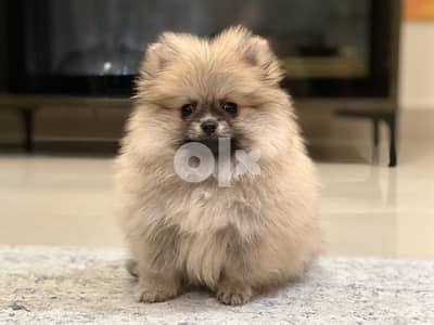 mini pomarenian puppy - Dogs - 104432024