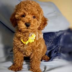 Red apricot toy poodle puppies 2 boy and 3 girl available 0
