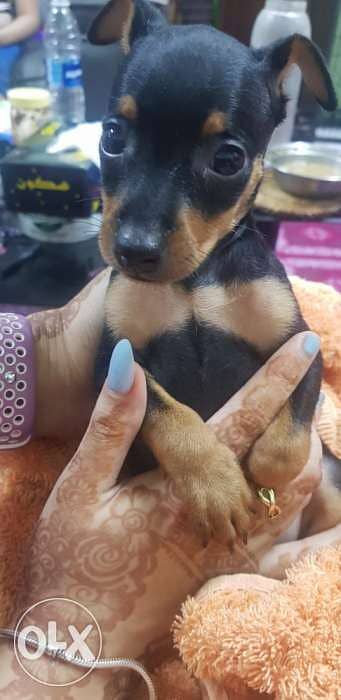 mini pinscher for sale olx