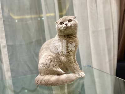 dobby - pure lilac scottish fold- fully vaccinated + microchipped 1