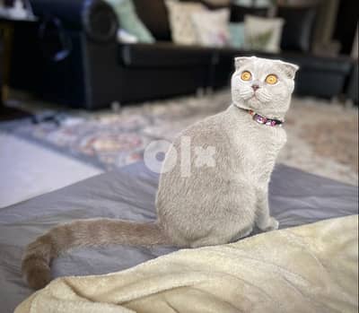 dobby - pure lilac scottish fold- fully vaccinated + microchipped 2