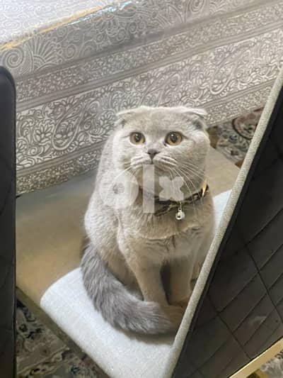 dobby - pure lilac scottish fold- fully vaccinated + microchipped 5