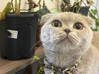 dobby - pure lilac scottish fold- fully vaccinated + microchipped 6