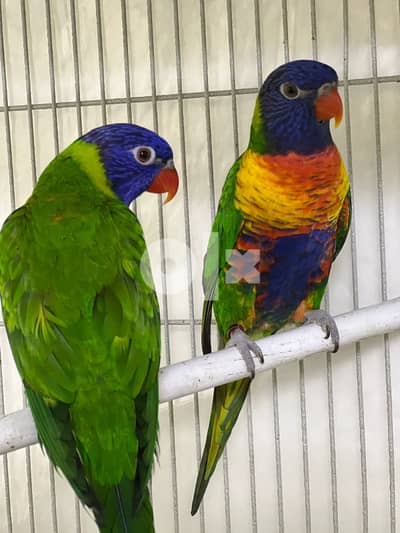 Lorikeet breeding pair - Birds - 104730050