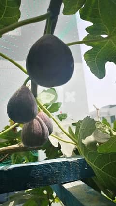 مدينة
