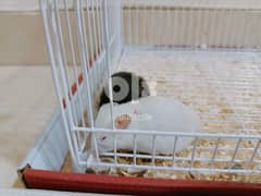 Hamsters