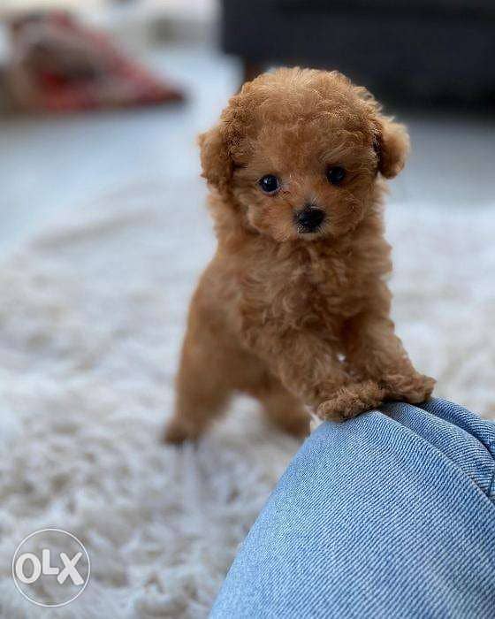 teacup poodle olx