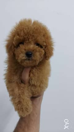 Toy poodles 2 months 0