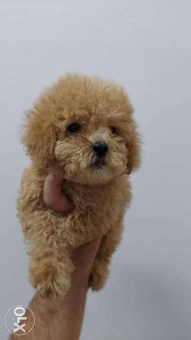 Toy poodles 2 months 1