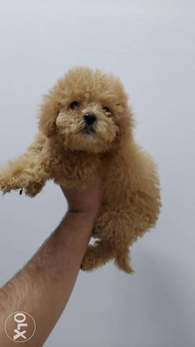 Toy poodles 2 months 2