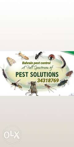 شركة دريم لاين مكافحة الحشرات البحرين 0