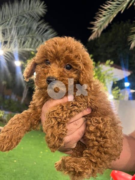 teacup poodle olx